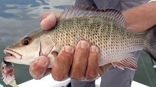 2 Tricks To Catching Big Mangrove Snapper Inshore