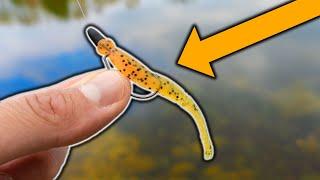 Bank Fishing With MICRO TEXAS RIG!