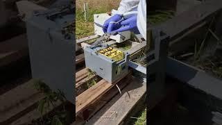 Inspecting a mating nuc and releasing the queen for her mating flight.