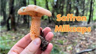 Saffron Milkcap Identification- Edible Wild Mushrooms (Lactarius deliciosus)