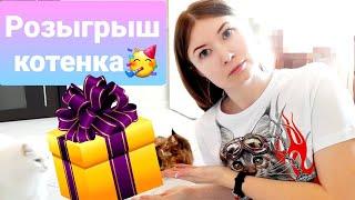 РОЗЫГРЫШ котенка мейн-кун!