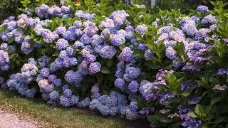 How to Deadhead Hydrangeas