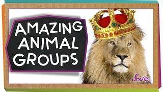 Amazing Animal Groups | Science for Kids