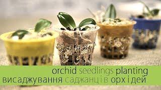 Orchids Seedlings Planting | Висаджування Саджанців Орхідей | Посадка Саженцев Орхидей