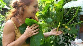 Hydroponic Squash Success: The Best Place on a Tower Garden to Plant Squash.