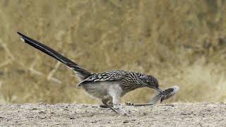 Rattlesnake vs Roadrunner Bird - Who Will Win?