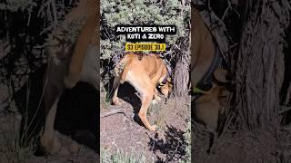 Adventures with Koti & Zero S3 Episode 30.1 #dailyvlog #travelvlog #rescuedog