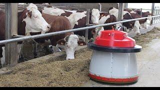 Udderly Modern: Streaming the High-Tech Cow Farm #cowsalevideo #farmlife #withme #livestream