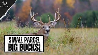 BEST Micro Property Designs for holding MATURE BUCKS!