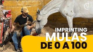 MULAS! de 0 a 100 en DOMA RACIONAL - 1