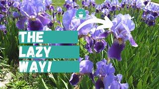 Beginner's Guide to Iris Plant Care | Lazy Gardener's Guide to Irises