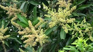 MANGIFERA INDICA (mango tree)