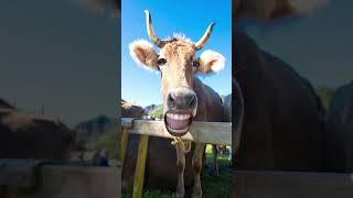 #cow #funny #viral #funnycow #animals #vishal verma