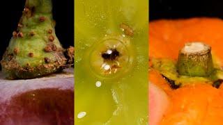 Fruit Macro Video