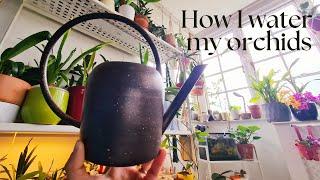 How I water my 230+ Orchids | Simple and easy