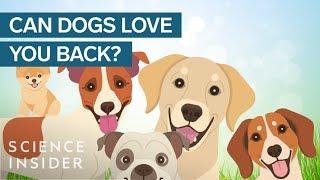 Does Your Dog Really Love You?