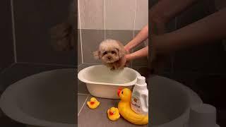 목욕을 즐기는 강아지 킴미소 #미소아라 #pets #dog # #misoara #크리스마스 #목욕잘하는강아지