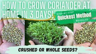 RAPID 3 DAY GROWTH REVEALED! How To Grow Coriander | Cilantro | Dhaniya | Phakchi AT HOME! Beginners