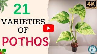 21 Pothos Varities With Name | Stunning Pothos Species You Need to Know | Indoor Pothos Plants.