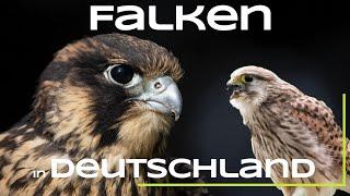 Turmfalke, Wanderfalke und Co. - Alle Falken Deutschlands - Vögel / Falke