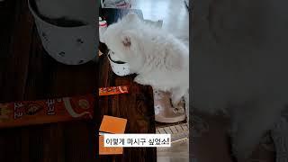 집사 흉내라도...#이거슬 마셔블믄~#Shorts #통이#