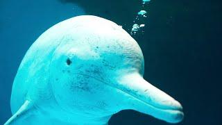 Southern Lingnan series: Chinese white dolphin