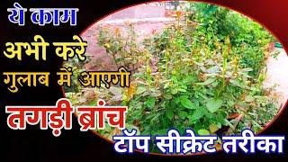 ये काम अभी करे गुलाब में आएगी तगड़ी ब्रांच टॉप सीक्रेट तरीका How to get Basal shoot in Rose plant