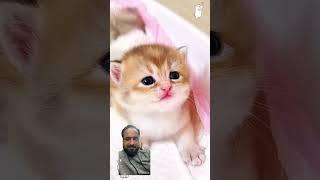 #cat #kitten #cute #cutekitty #cutecat #catlover #kittenish #funny #mushukchalar #mushuklar