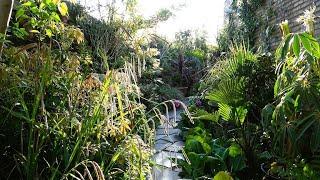 Our Small Tropical Garden, an explosion of green!