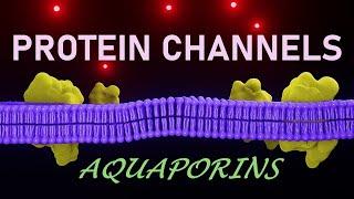 Passive transport across Cell membrane | Cell unit of life class 11 | Protein channels | Aquaporins