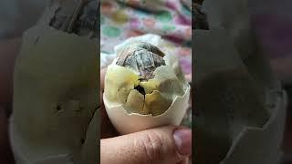 Helping Peacock Egg Hatch