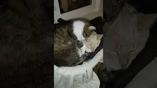 Коты
