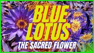 The Powerful Unique Significance of BLUE LOTUS Flower | Yeyeo Botanica