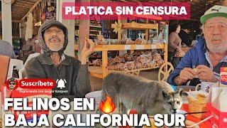 FELINOS en Baja California Sur / Platicamos con estas Dos agradables Personas de la región.