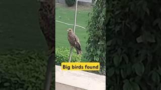 Big Bird found  #shorts #short #shortsvideo #shortvideo #shortsfeed #youtubeshorts #irfonic