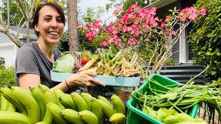 Huge Spring Harvest from 1/10th acre front yard vegetable garden (Urban Homesteading)