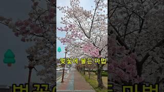 홈 가드닝 ~ 분홍과 하얀 꽃이 함께 피는 벚나무 #벚꽃