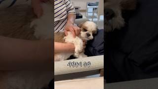 주인이 하는건 똑같이 다 해주는 천사시츄