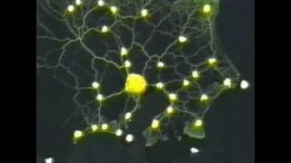 Slime mold form a map of the Tokyo-area railway system