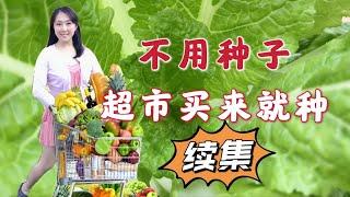 【Gardening 52】8 kinds of vegetables from supermarket can be regrown, don't need seeds