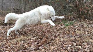 Atka's Antics