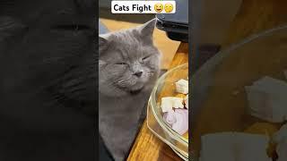 Cats Fight  #funny #entertainingpets #funnypets #entertainment #funnypetschannel #petvideos