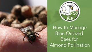 How to Manage Blue Orchard Bees for Almond Pollination