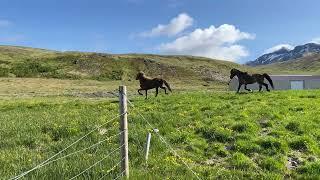 Icelandic horses living their best life (& showing off unique gait); Snaefellsnes peninsula, Iceland