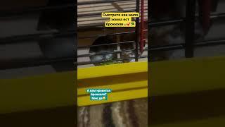 Видео с ХомякамиХомяк ест  #ютубшортс #хомяк #джунгарскийхомяк #яхрумка #hrumka