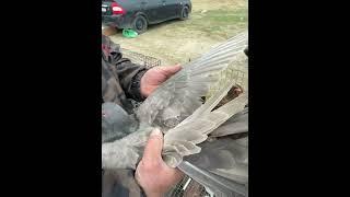 Что ты такое ?! #pigeon #дагестан