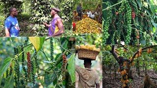 I EXPORT BLACK PEPPER EVERY YEAR: 70 ACRES LAND OF  BLACK PEPPER AND COCOA  FARMER SHARES HIS STORY