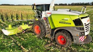 Maisernte 2024 - Claas Jaguar 950 | Great Action in The Field | Corn Silage Season 24