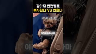 모든 샤크들이 빵터진 강아지 안전벨트