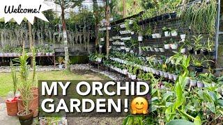 MY NEW OLD ORCHID GARDEN |  Outdoor Orchid Garden Tour & Update | My Phalaenopsis Are Spiking!